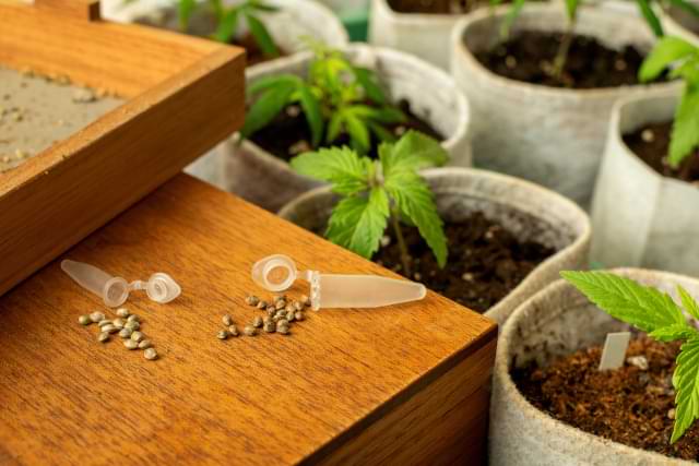 Cannabis Seeds